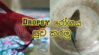 ඩ්‍රොප්සි රෝගයට නියම පිළිතුර/ Dropsy treatment/How to treat betta fish/ dropsy  aquarium treatment