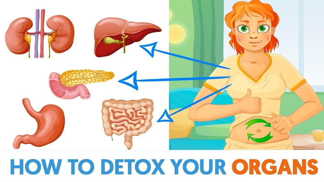 Organs That Detox Your Body Family Health Chiropractic