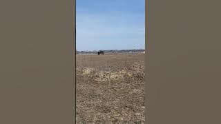 Maisy, aka Maiden Indy 2aT at 10 months old