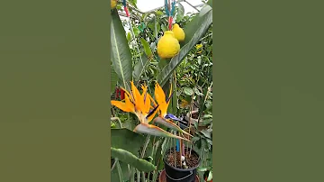 Стрелиция королевская