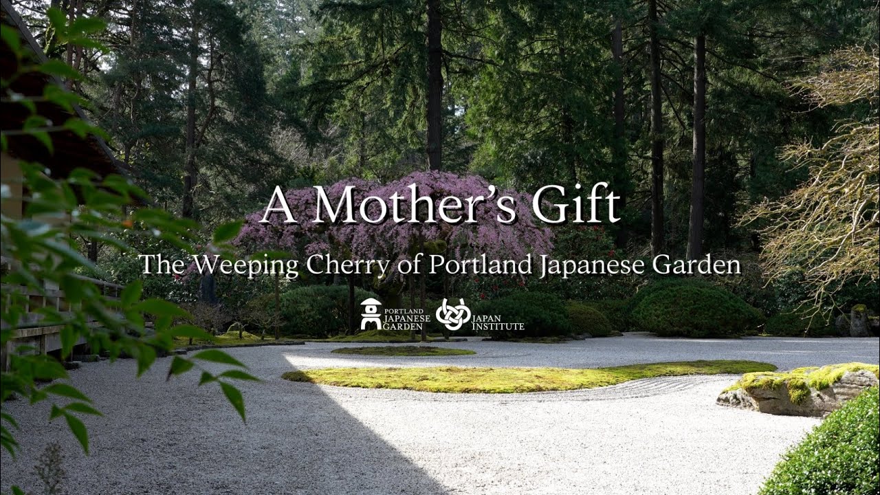 A Mother's Gift: The Weeping Cherry Tree of Portland Japanese Garden