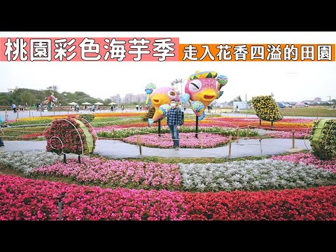 2021桃園七彩海芋季，各種顏色的海芋等你來拍照！免費接駁車解決你的交通困擾