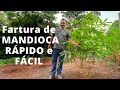 COMO PLANTAR MANDIOCA PASSO A PASSO E TER BASTANTE FARTURA! EDMILSON ADORNO VIDA NA ROÇA!!!