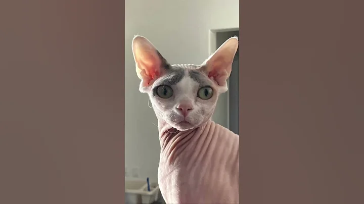 Watch the video about The answer is a million and two. #sphynx #hairlesscat #cqt #meow