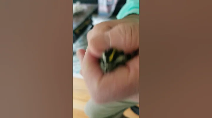 rescued baby golden crowned kinglet part 1