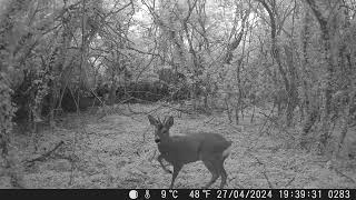 Roe Deer close up in Cambs UK 27Apr24 739pm Trail Camera by Aviation Videos & Wildlife FULL HD 9 views 3 days ago 30 seconds