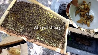 Cách Thay Chúa Không Cần Bắt Đi Chúa Già_phương Pháp nuôi ong