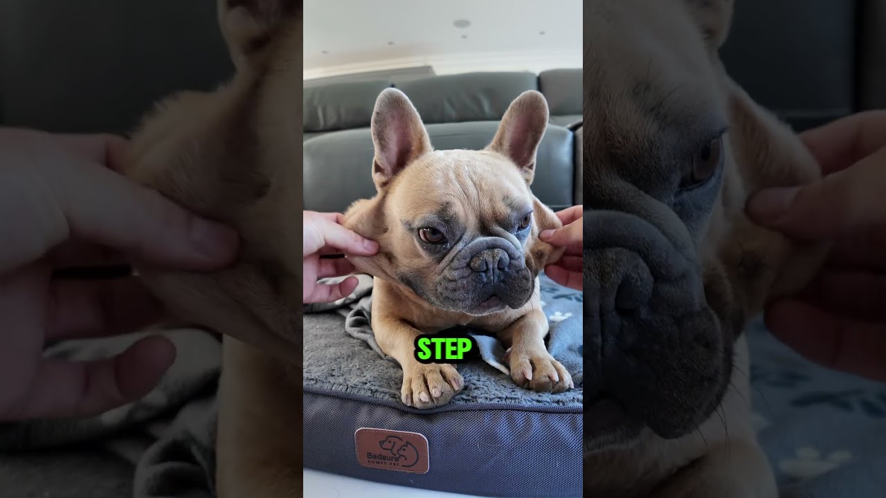 These Are The 5 Steps To Baking PERFECT LOAF Of Bread Loaf Frenchbulldog Frenchie
