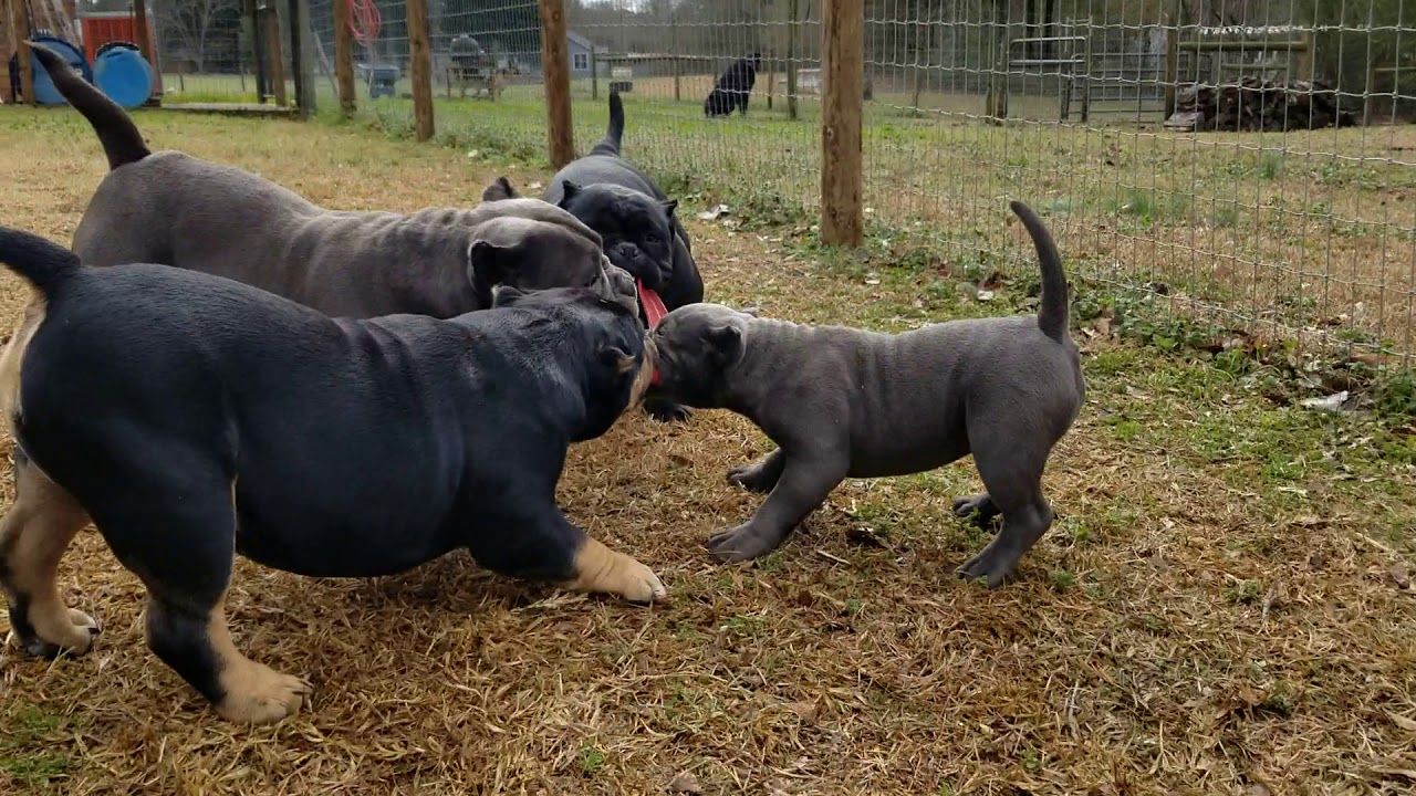 Bully Puppies 5 months old - YouTube