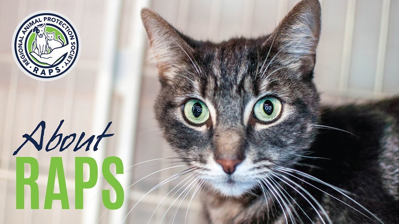 sanctuary spa covent garden RAPS 2017 GALA Presentation