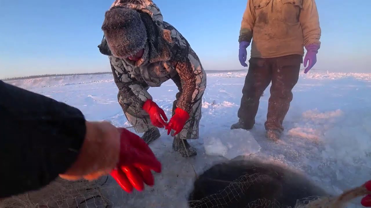 Вот это УЛОВ так УЛОВ!!! Якутия РЯПУШКА ПРЁТ! Yakutia