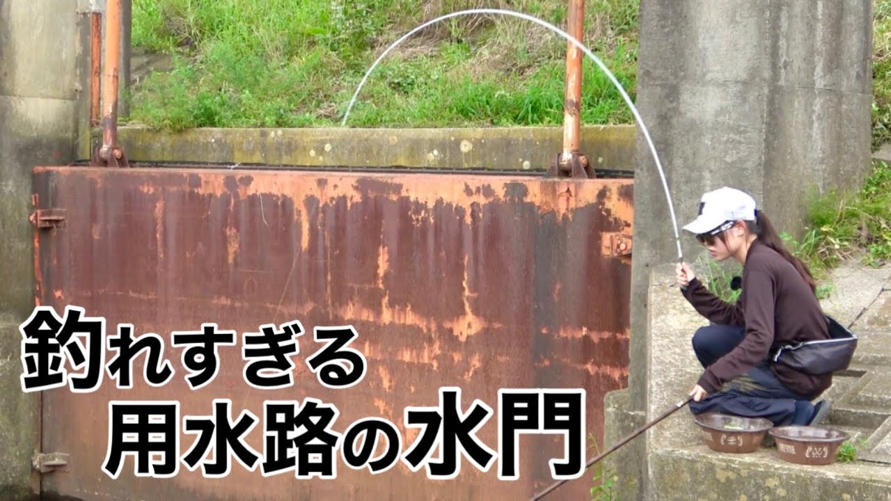 霞ヶ浦に繋がる用水路の水門が釣れすぎた！短竿1本でヘラブナを狙う！