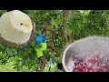 This is sorrell but no sorrell juice today  jamaican nature  cherry plum juice  outdoor cooking