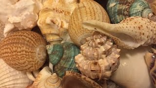 My collection of shells/ Seashells from world largest sea beach cox's bazar