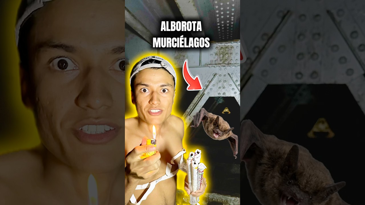 Alborota Murcielagos 🦇👆🏻