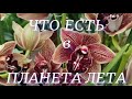 Обзор сц Планета Лета  Каттлеи, дендробиумы и другие комнатные растения