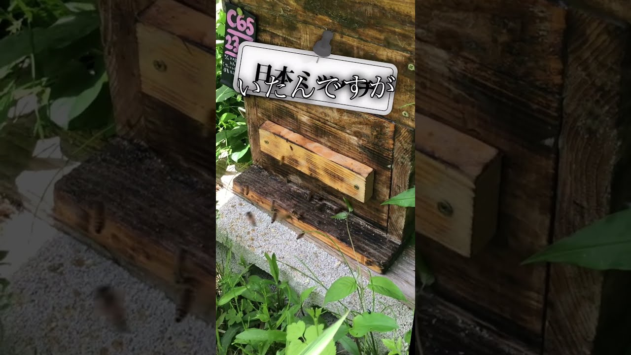 🎶乗っ取られた巣箱🐝💨日本ミツバチの小さな巣は西洋ミツバチに