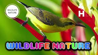 nature sounds | tropical jungle birds by NATURE WILDLIFE 77 views 1 day ago 8 minutes, 46 seconds