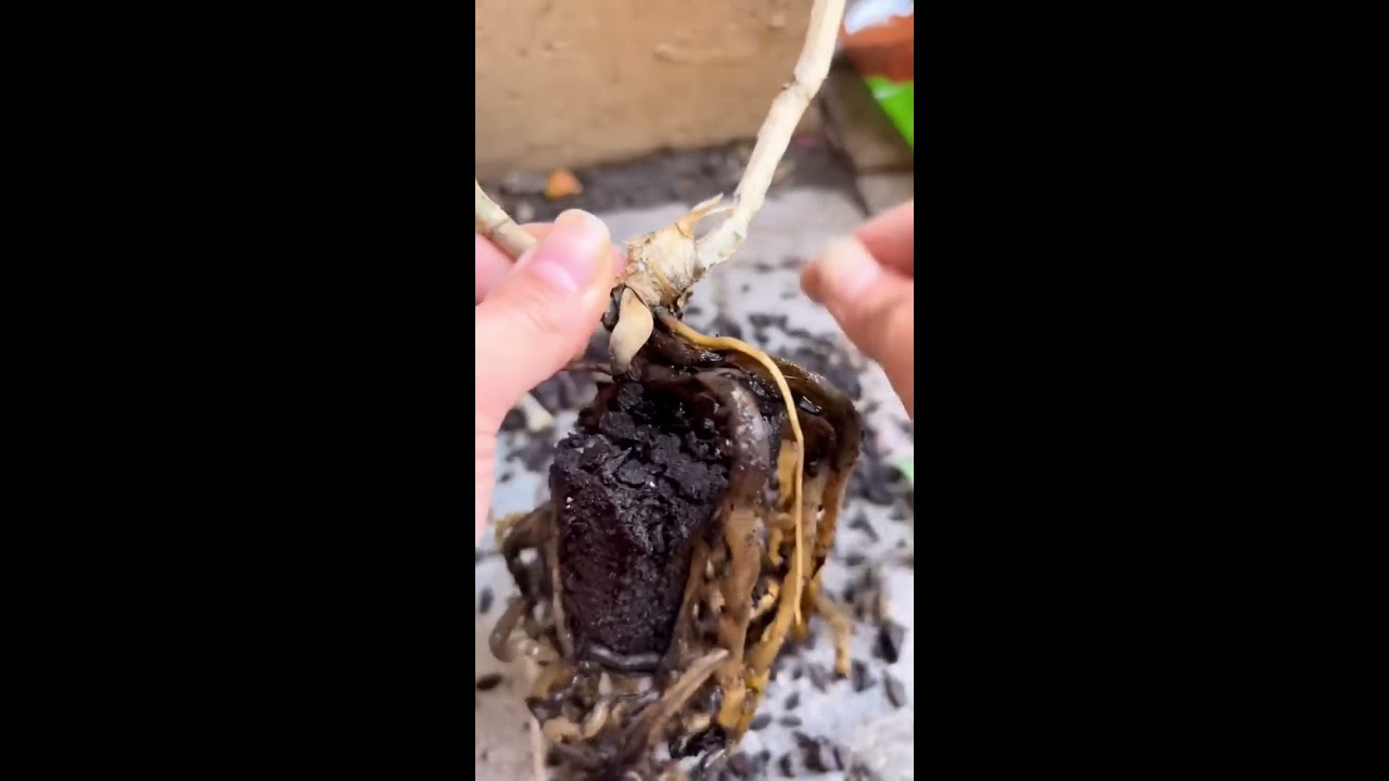How To Bring A Dead Orchid Back Life Howtowithjessie