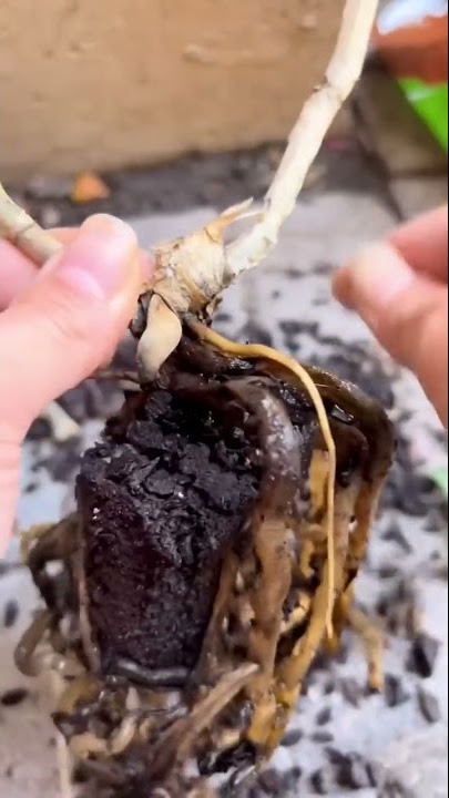 How to bring a dead orchid back to life🌿 #howtowithjessie