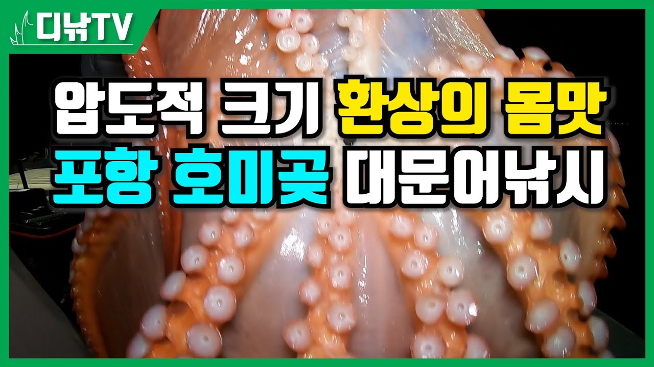 드디어 열린 포항 대왕문어 시대. 압도적 크기와 환상의 몸맛을 즐기자~ [디낚TV 취재브리핑]