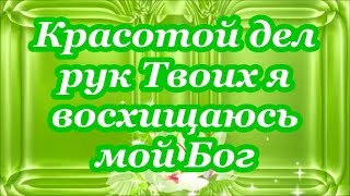 ФОНОГРАММА Красотой дел рук Твоих я восхищаюсь мой Бог