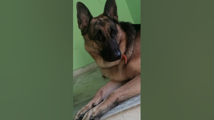 My son buddy ,na meda kopam lo unaddu,bungha muthi peti kurchundu