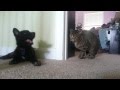 Wolfdog Puppy Meets Cat for First Time