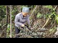 Picking forest fruits to sell buy rice cook suddenly lans illness relapsedgiang lan daily life