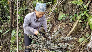 Picking forest fruits to sell, buy rice, cook. Suddenly Lan's illness relapsed.Giang Lan Daily Life