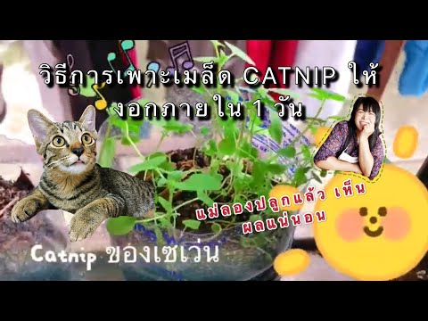 วีดีโอ: Catnip สมุนไพรใช้: จะทำอย่างไรกับ Catnip ในสวน