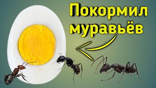 Что если дать муравьям яйцо Кормление муравьёв жнецов