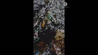 Download Lagu loroang Bunga" Download Lagu loroang Bunga"