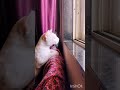 leo fighting with sparrow watch to see who won 😂#cat #catfunny #pet #fight