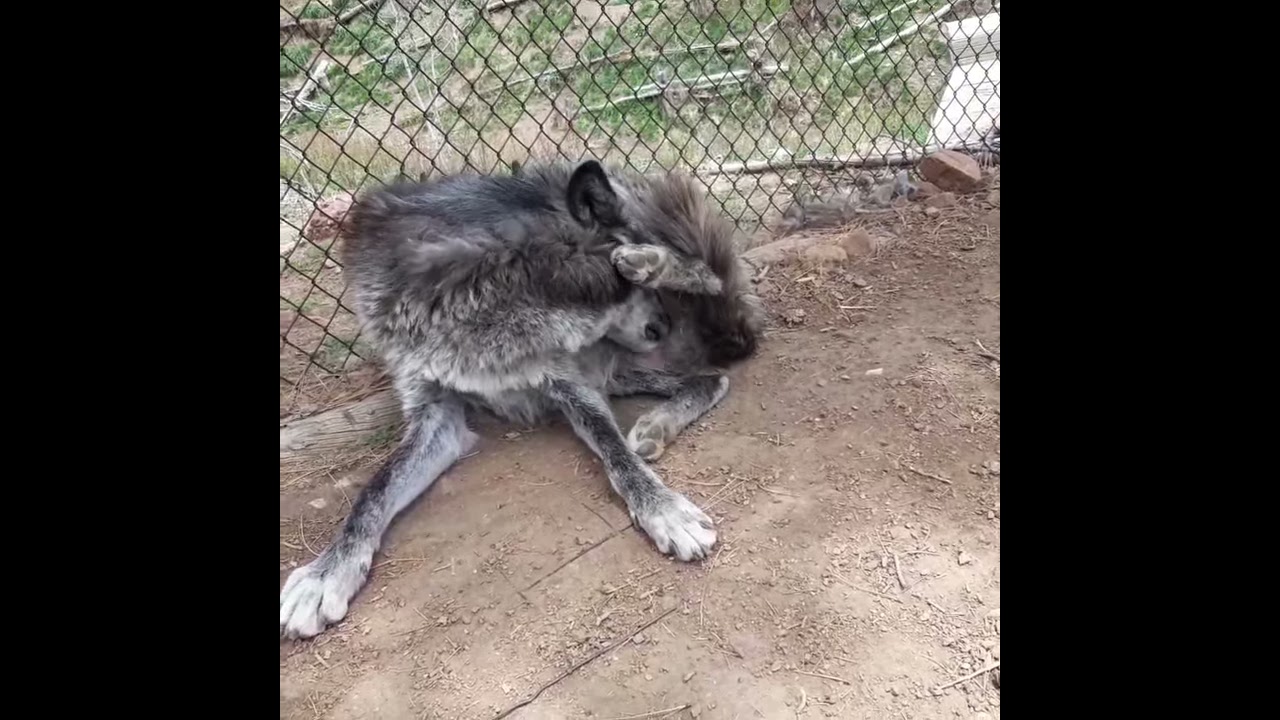 Busted Embarrassed Elderly Wolf