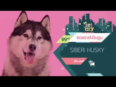 Video: Husky Tõu Tunnused