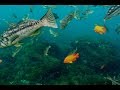 Scuba Diving - Casino Point - Avalon (Catalina Island ...