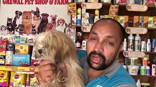 Pet care | Breeding Business  Know About Lhasa Apso | Good quality Puppy  Bhola Shola