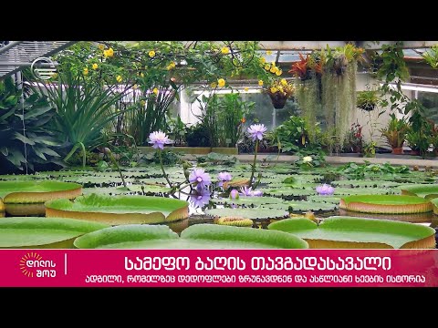 სამეფო ბაღის თავგადასავალი, ადგილი რომელზეც დედოფლები ზრუნავდნენ და ასწლიანი ხეების ისტორია