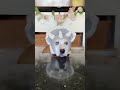 The cutest most worried triceratops you’ll ever see 🥺 #doglovers #seniordog
