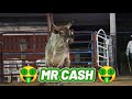 Así se estreno EL MR CASH de Rancho la Misión en México