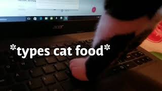 Funny cat Vines part 2!