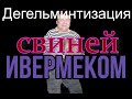 Дегельминтизация поросят Ивермеком