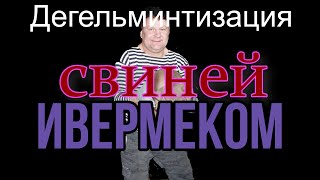 Дегельминтизация поросят Ивермеком