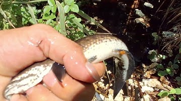 nghề đặt lợp cá lóc đồng mưu sinh mùa nước lũ ở miền tây @haonguyensanbat9348 