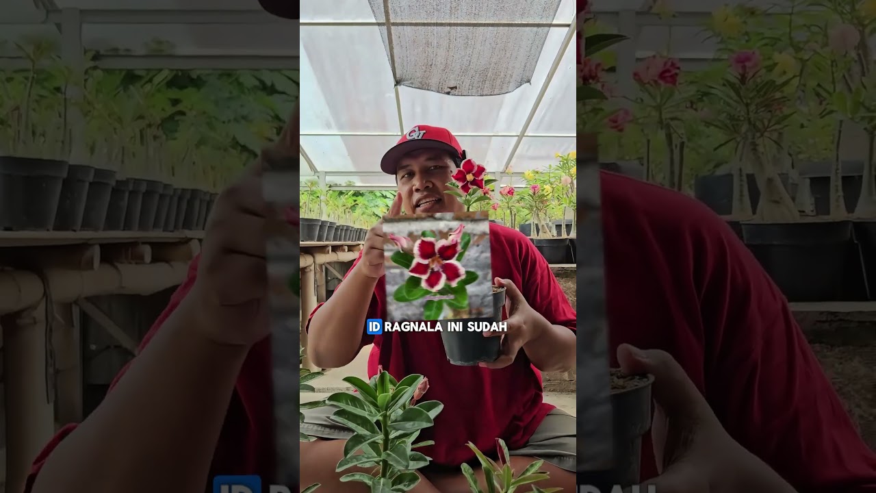 Tujuh ID Baru Bunga Adenium Silangan Sadheanplants 