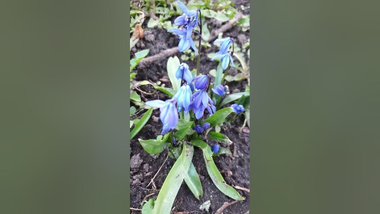 Цветы Германии - YouTube