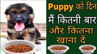 एक दिन में छोटे Puppy को कितनी बार और कितना खाना देना चाहिए / dogs price list in India/ cheapest dog