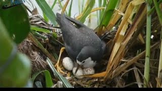 Melihat burung ruak ruak wak wak truwok di alam liar dan telurnya