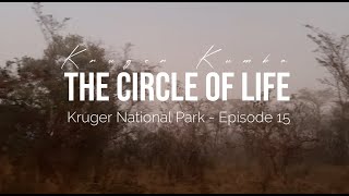 The Circle of Life – Episode 15 Misty Farewell, Wounded Baboon Final Moments in #krugernationalpark